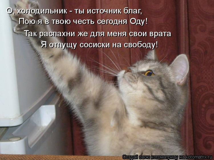 Я сказала заходи. Кот пришел. Смешные слова про котов. Каждому нужен кот. Завести кота.