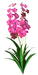Цветы в PNG