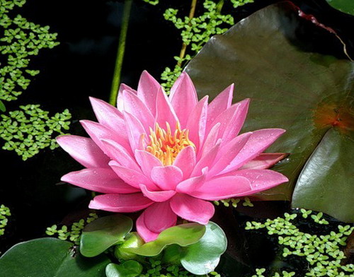 18 (500x392, 71Kb)